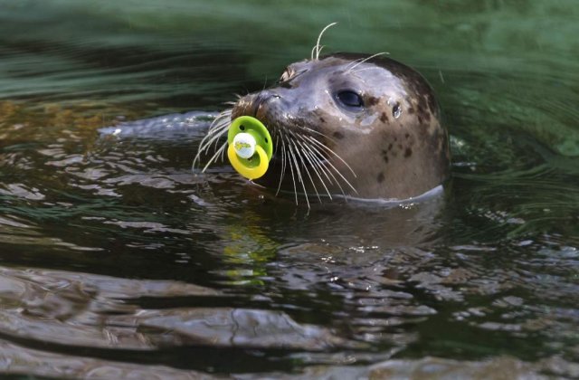 Salvam Planeta sau alertam populatia?