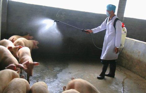 Spitalele de boli infectioase se pregatesc pentru o eventuala pandemie de gripa porcina