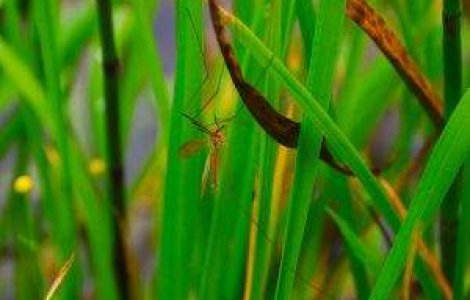 Capitala va avea nevoie de tratamente de tantari suplimentare