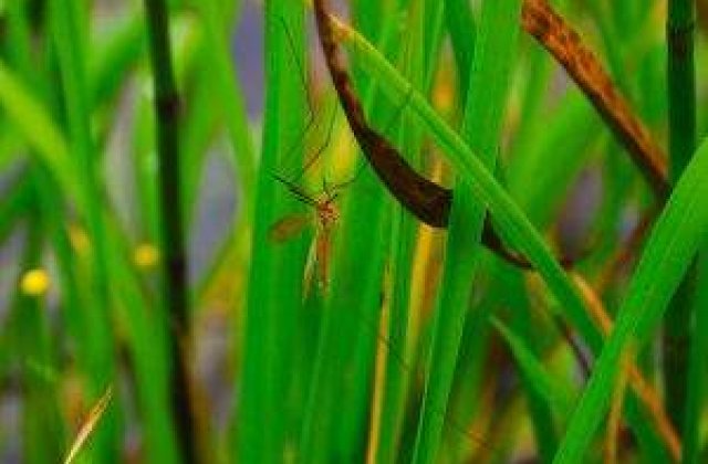 Capitala va avea nevoie de tratamente de tantari suplimentare