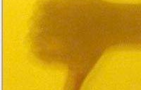 PDL pleaca din plen si lasa foi cu mesaje pro-ICR, TVR, Monitorul Oficial