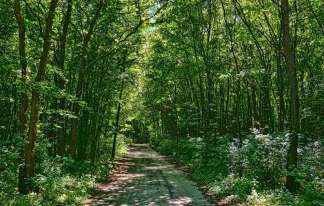 Romania, in atentia UNESCO pentru exploatarea neconforma a padurilor de fag inscrise in patrimoniul mondial