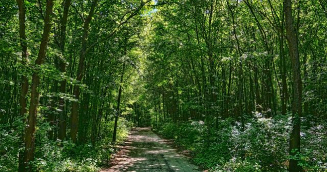 Romania, in atentia UNESCO pentru exploatarea neconforma a padurilor de fag inscrise in patrimoniul mondial