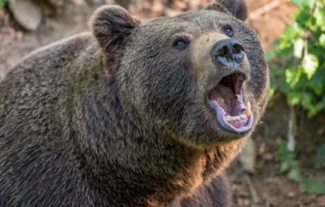 Doi copii, internati in spital dupa ce au fost muscati de urs, in judetul Sibiu