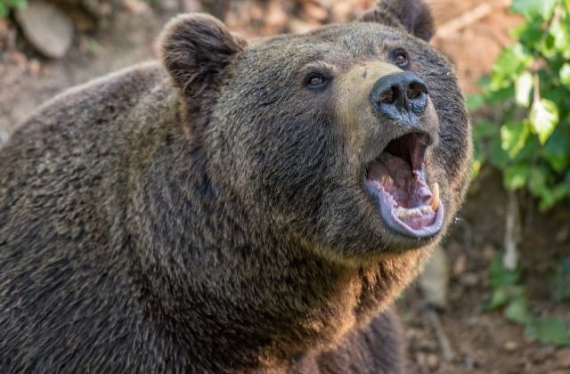 Doi copii, internati in spital dupa ce au fost muscati de urs, in judetul Sibiu