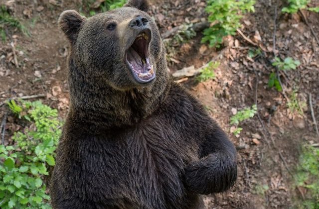 Jandarm din Suceava, transportat la spital dupa ce a fost atacat de un urs