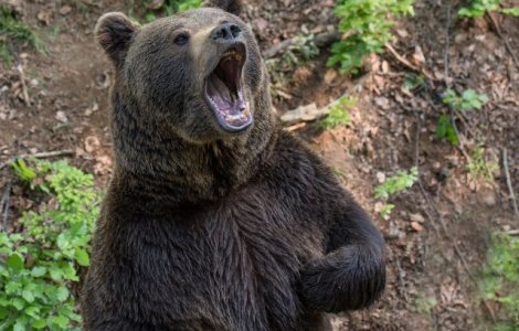 Jandarm din Suceava, transportat la spital dupa ce a fost atacat de un urs