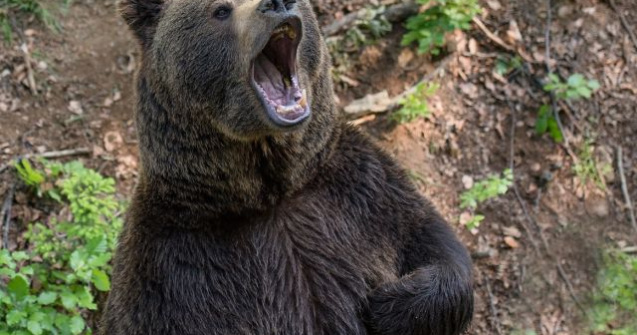 Jandarm din Suceava, transportat la spital dupa ce a fost atacat de un urs