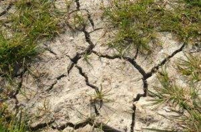 Canicula distruge culturile de legume