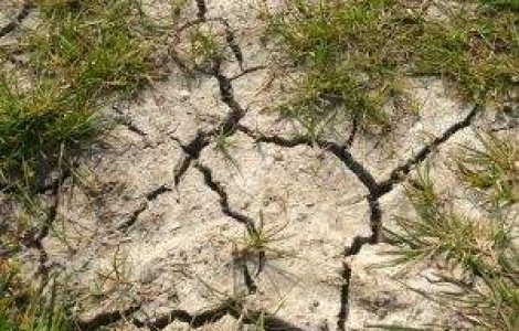 Canicula distruge culturile de legume