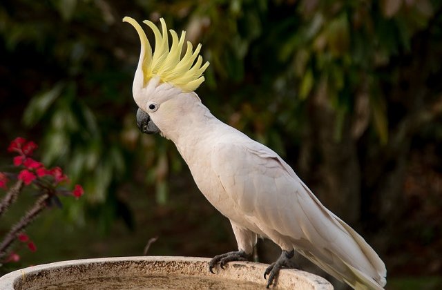 Papagalul Snowball, devenit senzatie pe YouTube, demonstreaza ca dansul nu se limiteaza la oameni/ VIDEO