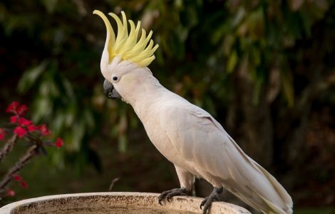 Papagalul Snowball, devenit senzatie pe YouTube, demonstreaza ca dansul nu se limiteaza la oameni/ VIDEO