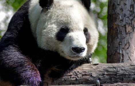 S-a nascut o pereche de ursi panda gemeni cu cea mai mare greutate din lume/ VIDEO