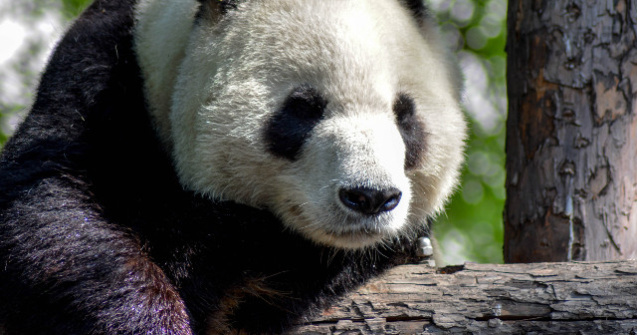 S-a nascut o pereche de ursi panda gemeni cu cea mai mare greutate din lume/ VIDEO