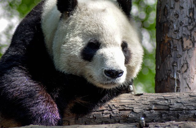 S-a nascut o pereche de ursi panda gemeni cu cea mai mare greutate din lume/ VIDEO