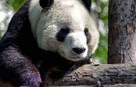 S-a nascut o pereche de ursi panda gemeni cu cea mai mare greutate din lume/ VIDEO