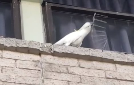 Un papagal distruge tepusele puse pe cladire pentru indeparta pasarile