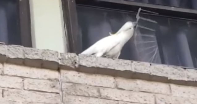 Un papagal distruge tepusele puse pe cladire pentru indeparta pasarile