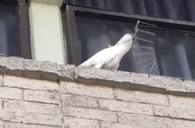 Video amuzant: un papagal arunca tepusele puse pe o cladire tocmai pentru a tine pasarile la distanta
