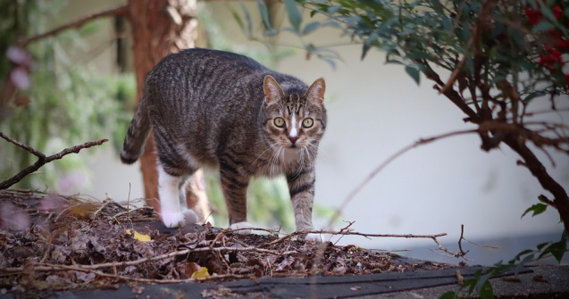 Studiu: Pisicile omoara anual peste 2 miliarde de vietuitoare salbatice in Australia
