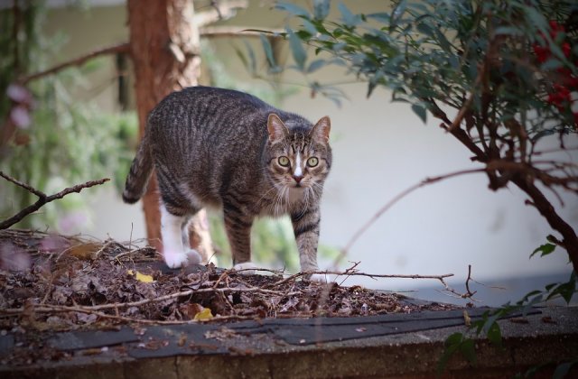 Studiu: Pisicile omoara anual peste 2 miliarde de vietuitoare salbatice in Australia
