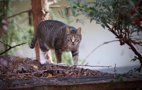 Studiu: Pisicile omoara anual peste 2 miliarde de vietuitoare salbatice in Australia