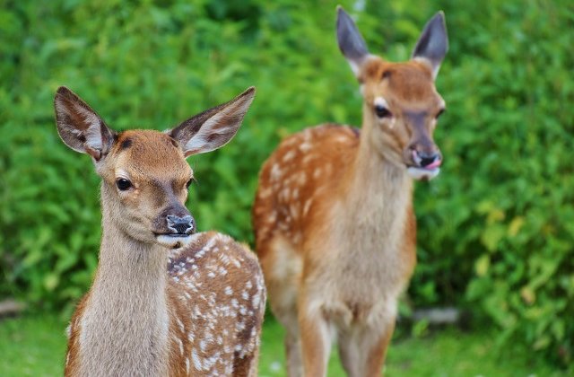 Noua caprioare au fost gasite moarte dupa ce au mancat pungi de plastic