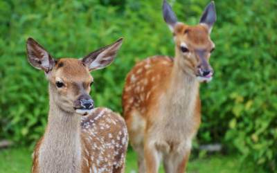 Noua caprioare au fost gasite...