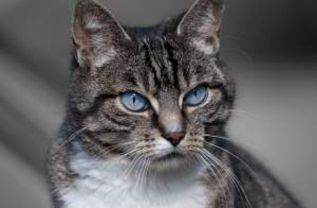 [VIDEO] Proprietarele de pisici prezinta un risc mai mare de sinucidere