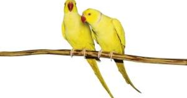 Daca "mimezi" dragostea, ajungi sa te indragostesti cu adevarat