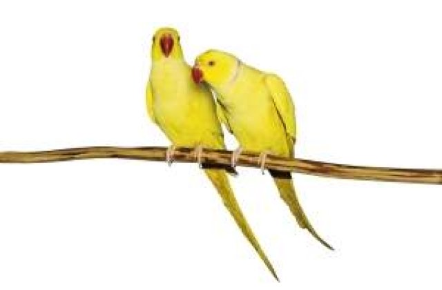 Daca "mimezi" dragostea, ajungi sa te indragostesti cu adevarat