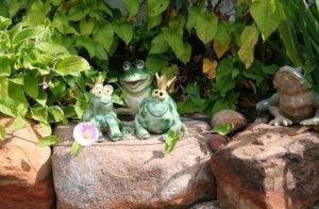 Noua specie de amfibieni: Broasca de copac Printul Charles