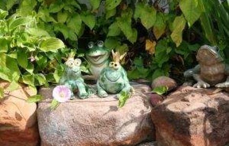 Noua specie de amfibieni: Broasca de copac Printul Charles