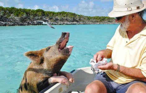 Exista Insula Porcilor, un loc unde aceste animale traiesc libere