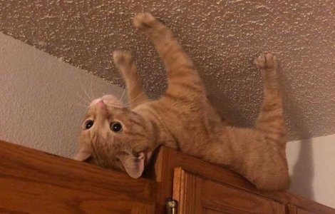  Top  10+ imagini amuzante cu pisici surprinse in cele mai ciudate ipostaze