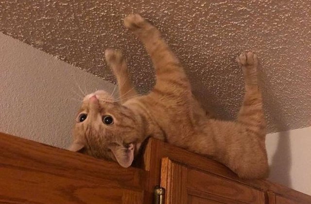 10+ imagini amuzante cu pisici surprinse in cele mai ciudate ipostaze