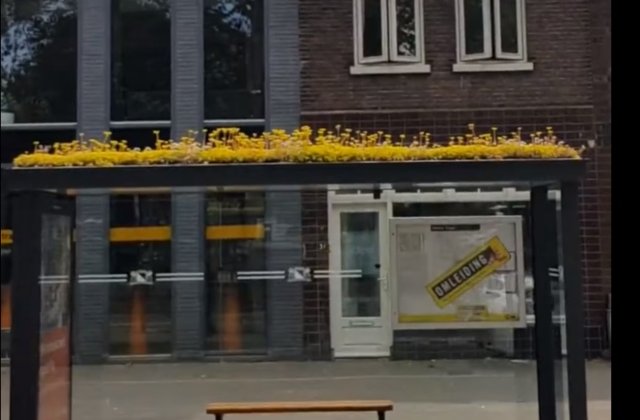 Intr-un oras din Olanda, statiile de autobuz au fost acoperite cu vegetatie pentru protejarea albinelor / VIDEO