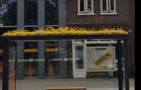 Sute de statii de autobuz transformate in oaze de verdeata in Olanda
