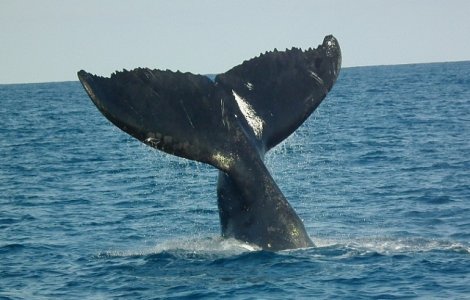 Balenele mame le "soptesc" puilor pentru a evita sa fie descoperiti de pradatori