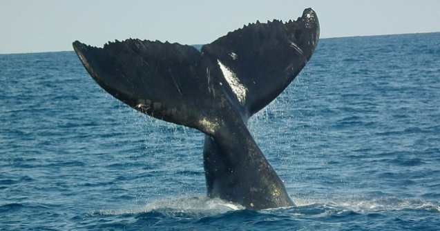 Balenele mame le "soptesc" puilor pentru a evita sa fie descoperiti de pradatori