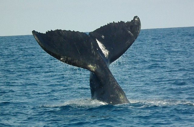 Balenele mame le "soptesc" puilor pentru a evita sa fie descoperiti de pradatori