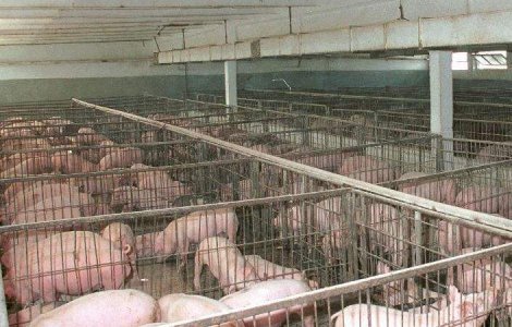 NY Times: Fermele de porci Smithfield din Romania ar putea avea legatura cu virusul H1N1