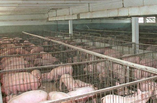 NY Times: Fermele de porci Smithfield din Romania ar putea avea legatura cu virusul H1N1
