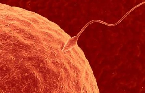 Tot ce trebuie sa stii despre fertilizarea in vitro