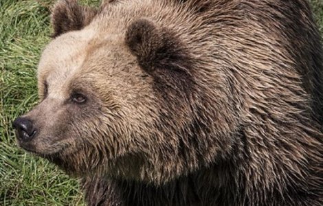 Ursul care a intrat in gospodarii la Paclisa, capturat si relocat in Muntii Sureanu