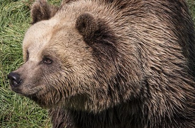 Ursul care a intrat in gospodarii la Paclisa, capturat si relocat in Muntii Sureanu