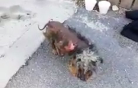 Un bucurestean a fost amendat cu 2.000 de lei pentru ca si-a neglijat catelul/ VIDEO