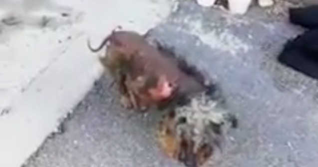 Un bucurestean a fost amendat cu 2.000 de lei pentru ca si-a neglijat catelul/ VIDEO