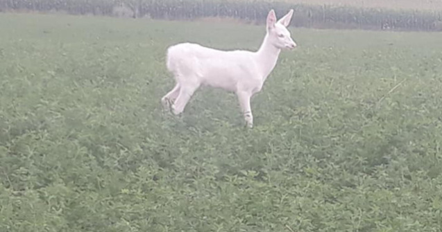 O caprioara alba, fotografiata pe un camp din Cluj, in timp ce se hranea/ FOTO