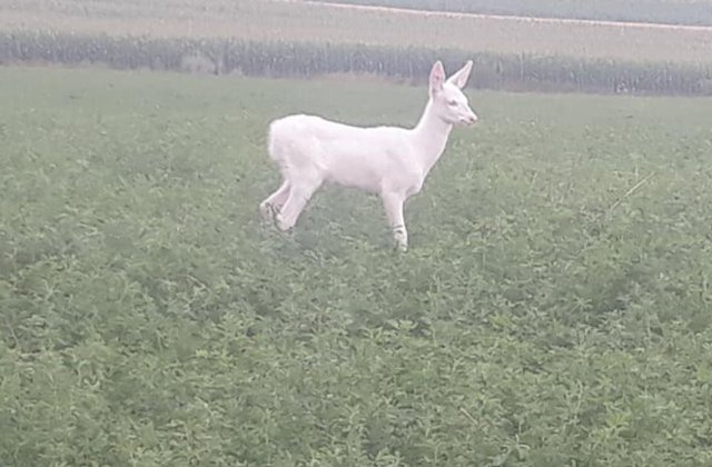 O caprioara alba, fotografiata pe un camp din Cluj, in timp ce se hranea/ FOTO